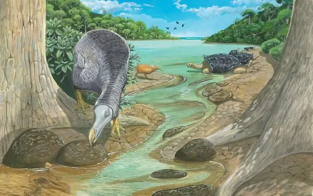 Desvelada la vida secreta de los dodos, los “pájaros bobos”