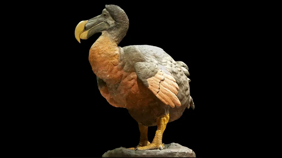 huesos