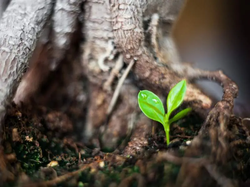 10 consejos para cuidar el planeta