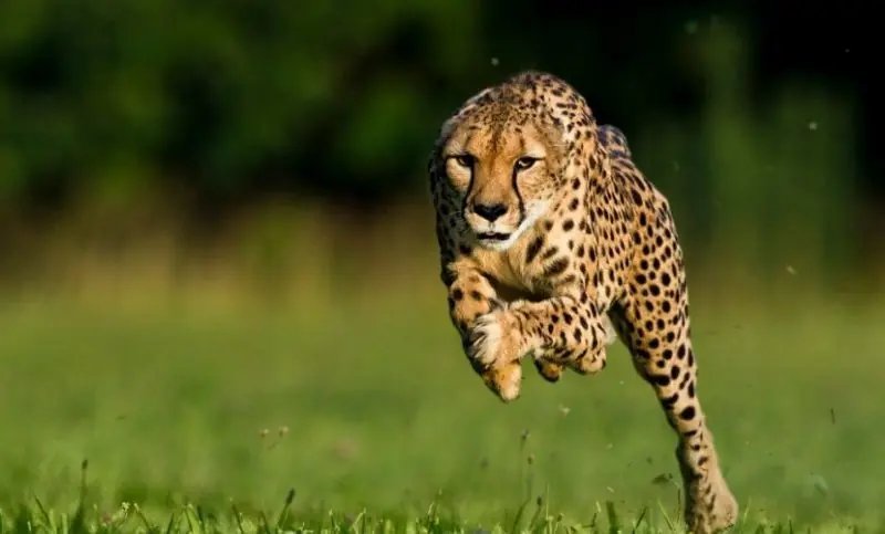 ¿Por qué el guepardo es el animal más veloz del mundo?