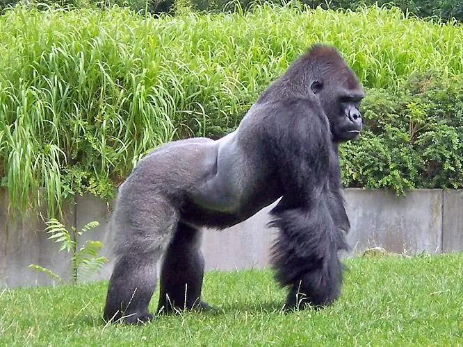 Todos los animales extintos y en extinción!