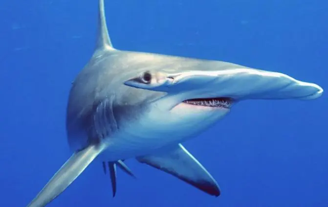 Descarga Los Mejores Screensaver [Animales]