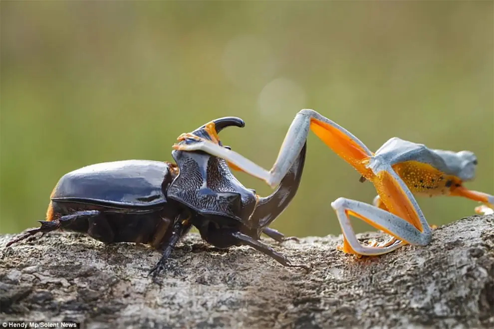 Capturan a una rana jugando a ser vaquero sobre un insecto