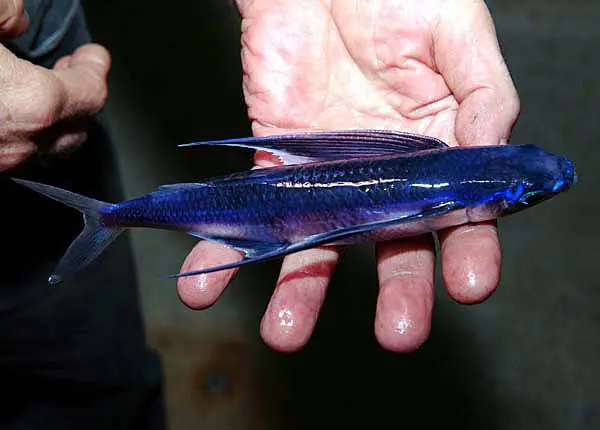 Exocoetidae, pez "volador"