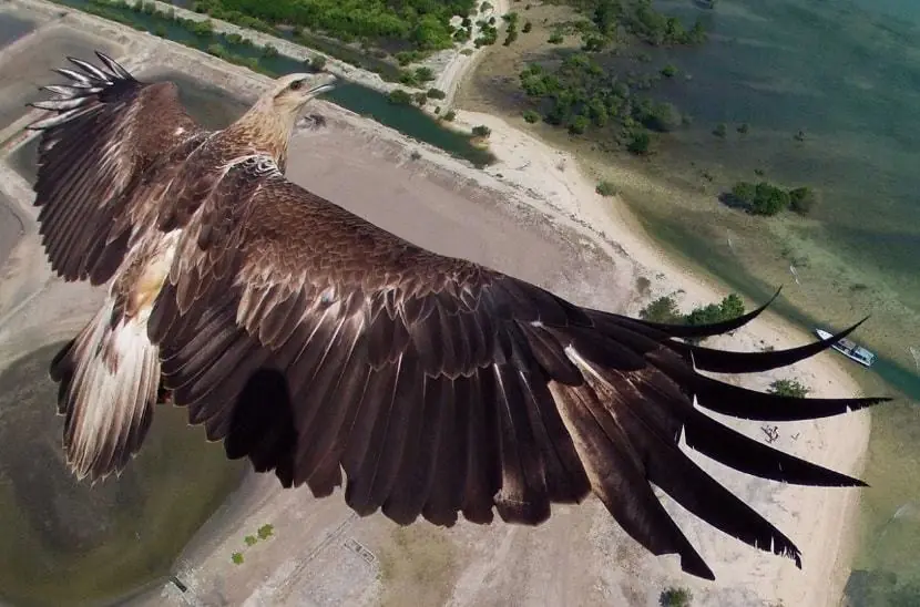 La mejor fotografía de dron en el mundo