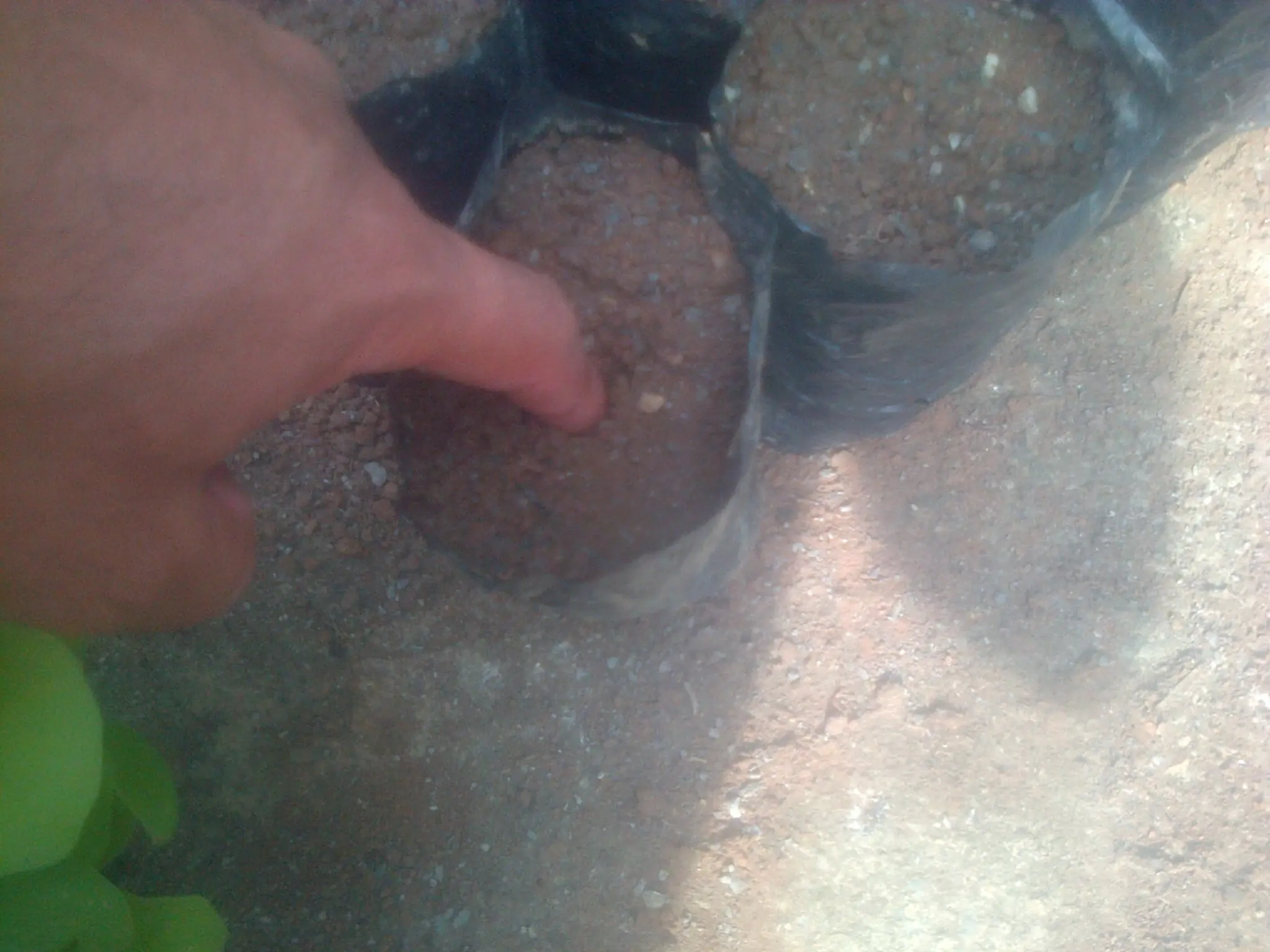 planta