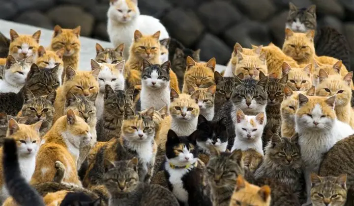 Una remota isla de Japón que es gobernada por gatos