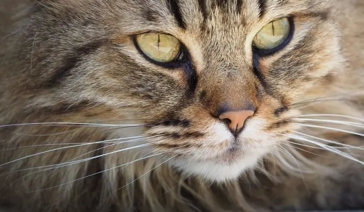 ¿Sabías que los bigotes del gato no son pelo?