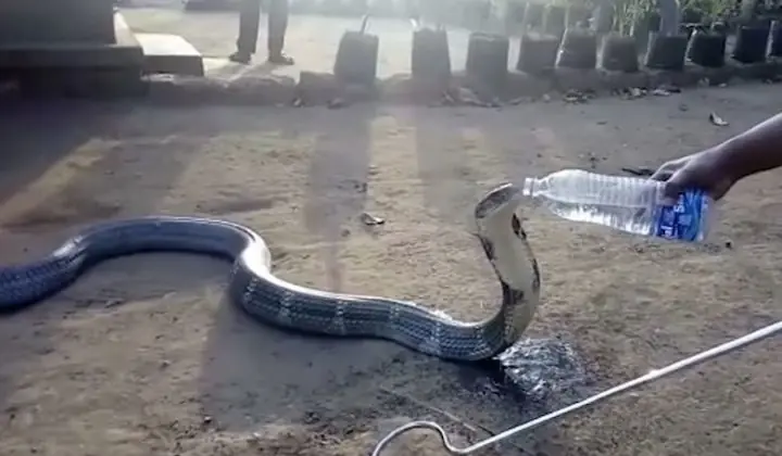 La sequía extrema orilla a una cobra a pedir agua