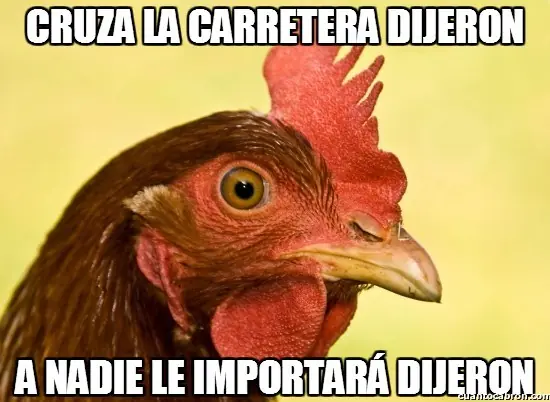 Encontré una gallina en una avenida y te lo muestro