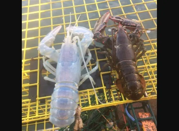 Atrapa una “rara langosta transparente” y la devuelve al mar