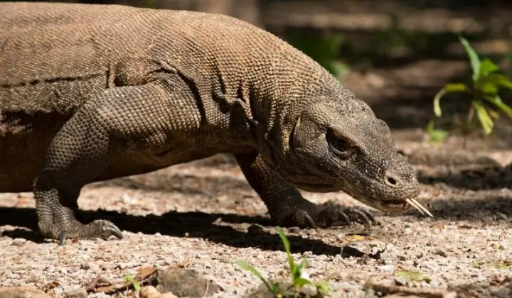 7 Datos curiosos sobre el Parque Nacional de Komodo