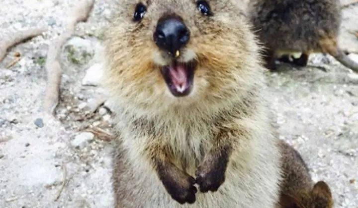 10 Datos curiosos del Quokka, el animal más feliz del mundo