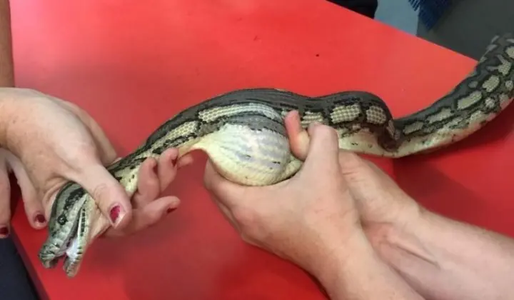 Rescate de una pitón que se tragó una pelota de tenis