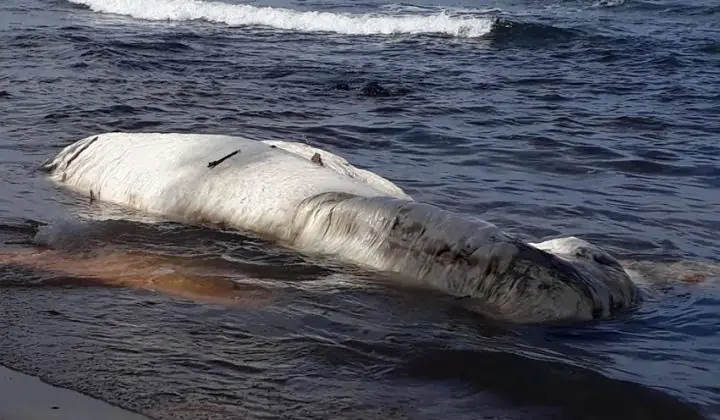 La criatura blanca que apareció en una playa de Filipinas