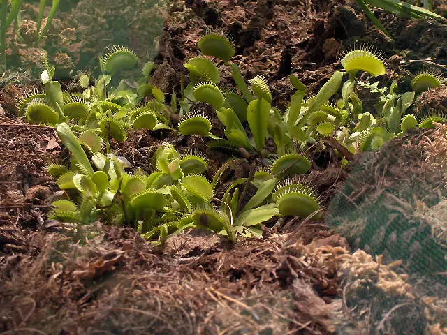 Planta Carnívora