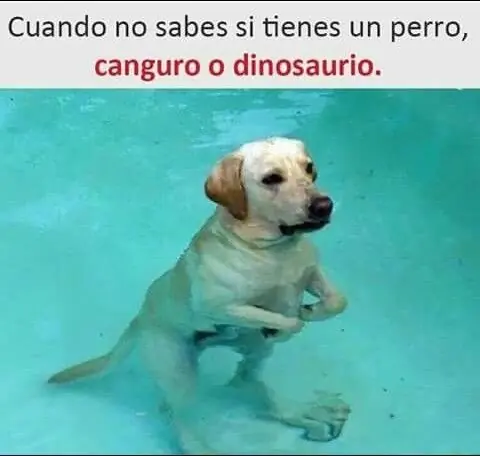Humor y buena onda para los que aman a los animales