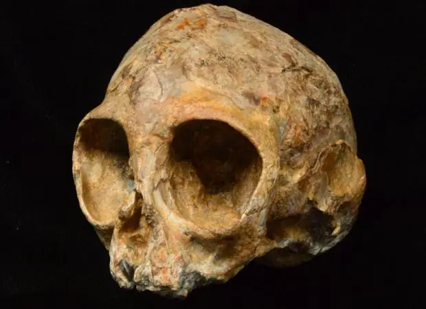 simios