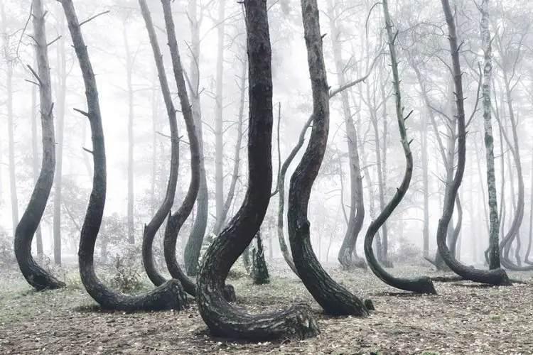 El curioso “bosque torcido” en Polonia
