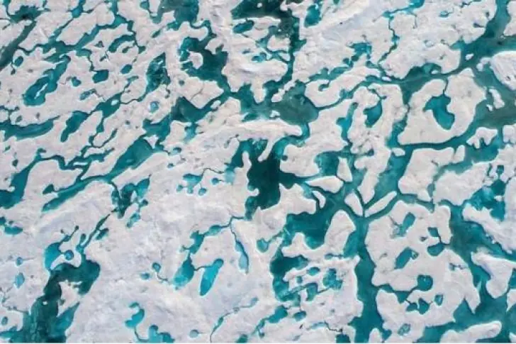 Reto viral ¿Dónde está el oso polar?