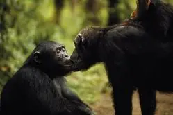 animales