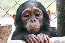 chimpance