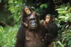 Curiosidades de los Chimpances que no sabias