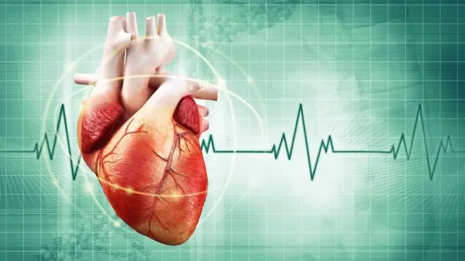 Por qué tenemos el corazón inclinado hacia la izquierda?