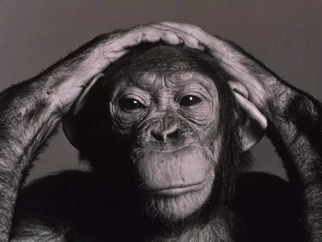 Curiosidades de los Chimpances que no sabias
