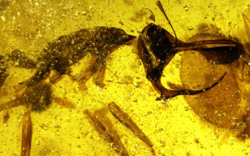 Hormiga vampiro empalagaba presas en cuerno de metal y bebía