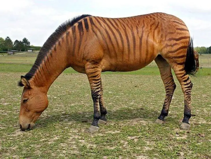 Animales híbridos que no sabías que existía