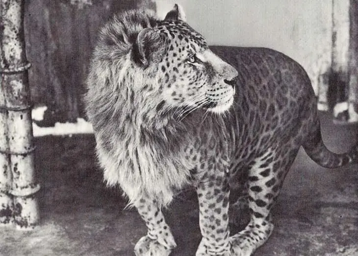 cebra