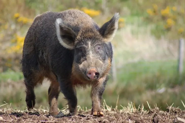 Animales híbridos que no sabías que existía