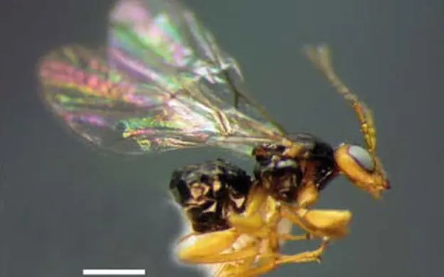 Describen tres nuevas especies de avispa