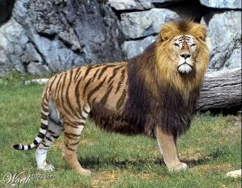 10 animales “combinados” que existen en el mundo