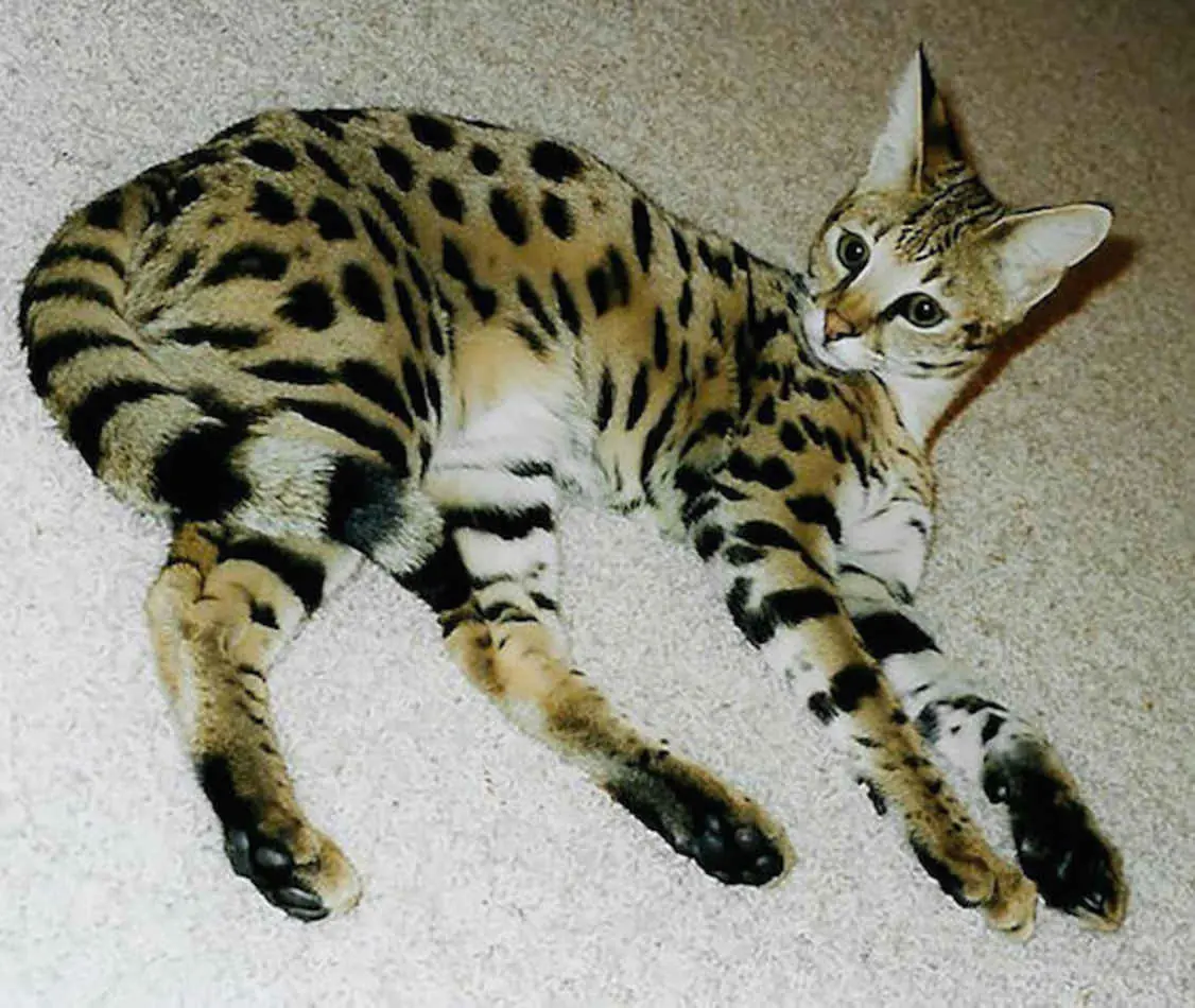 10 animales “combinados” que existen en el mundo