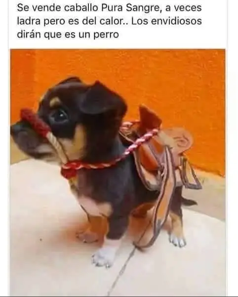 Humor para madrugadores