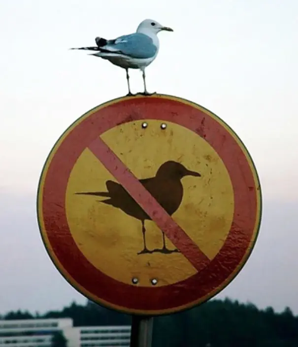 Rebeldes del primer mundo que rompieron todas las reglas