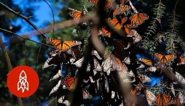 ¿Por qué las mariposas monarcas siempre migran a Michoacán?