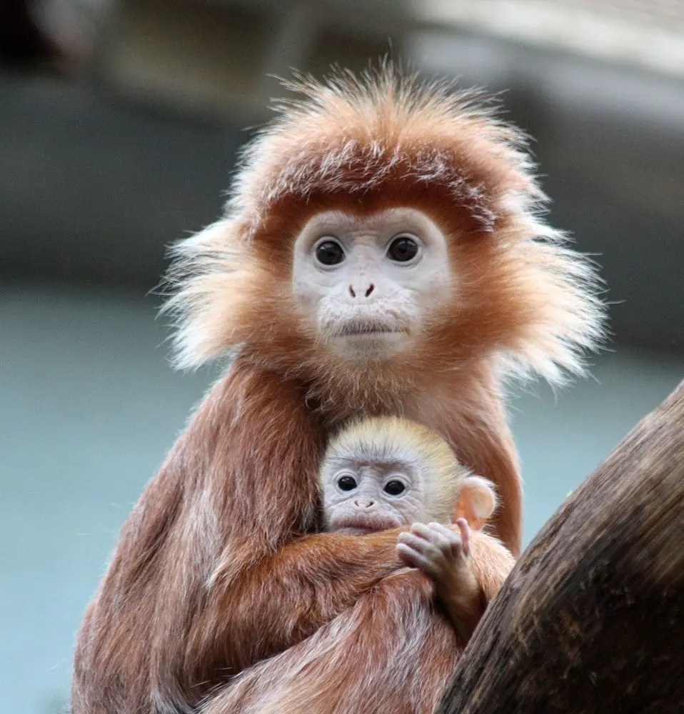 Los 5 tipos de simios más raros que existen en el mundo