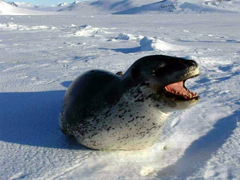 tierno