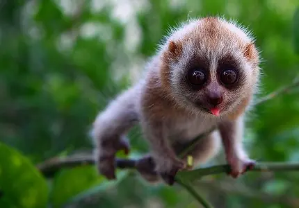 tierno