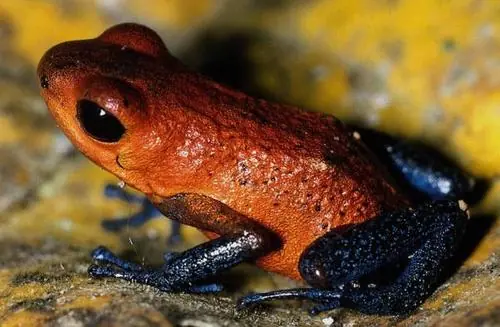 10 animales tiernos que podrían matarte