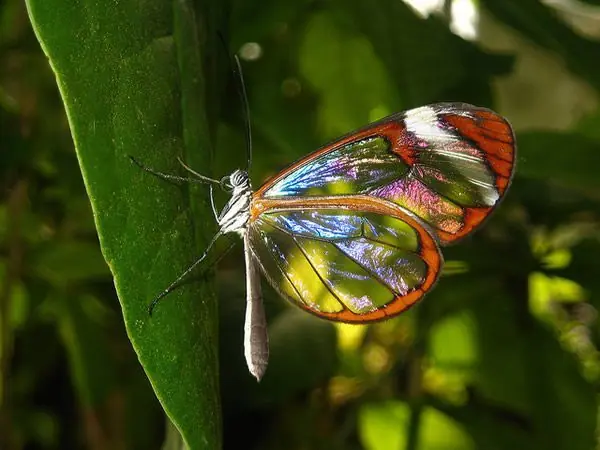 Esta es la Glasswing, la mariposa más increíble del mundo
