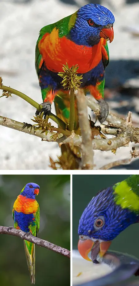 Las 12 aves exoticas más increibles del mundo