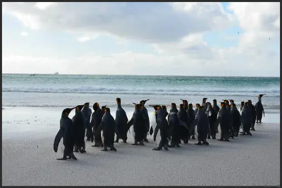 Que hacer en una visita a Falkland Islands
