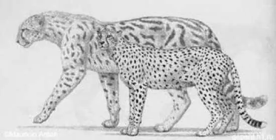 Los 10 felinos más grandes de la prehistoria.