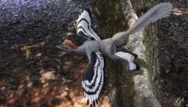Cómo y cuándo empezaron a volar las aves?