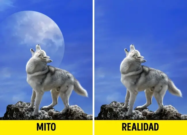 seguimos