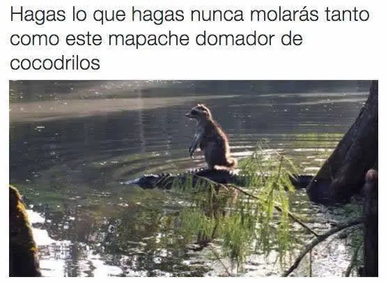 jajaja
